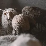 Brandgut - Vor Freude Glühen Gasthof